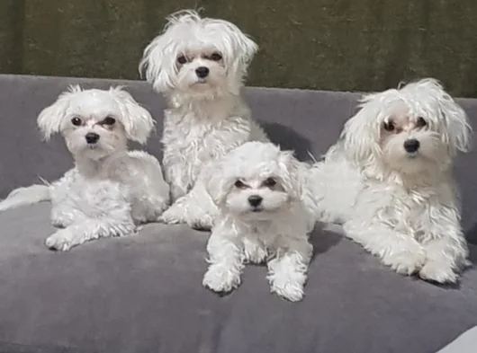 Petmode Köpek Çifrtliğinden Tea Cup Kore Maltese