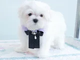 Petmode Köpek Çifrtliğinden Tea Cup Kore Maltese