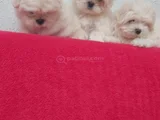 Petmode Köpek Çifrtliğinden Tea Cup Kore Maltese