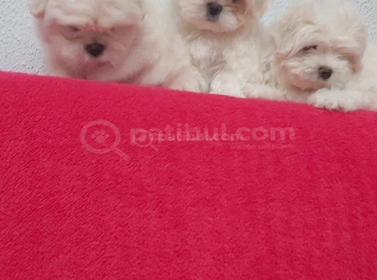 Petmode Köpek Çifrtliğinden Tea Cup Kore Maltese görsel