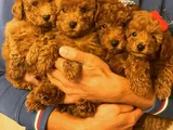 Zi̇yarete Açik Göz Alici Güzelli̇kteki̇ Poodle Bebekler