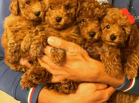 Zi̇yarete Açik Göz Alici Güzelli̇kteki̇ Poodle Bebekler görsel