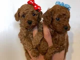 ZİYARETE AÇIK GÖZ ALICI GÜZELLİKTEKİ POODLE BEBEKLER
