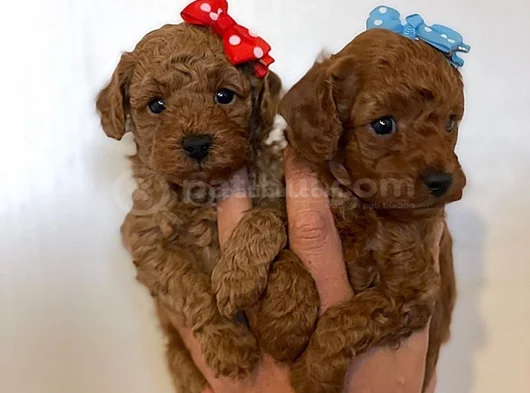 Zi̇yarete Açik Göz Alici Güzelli̇kteki̇ Poodle Bebekler