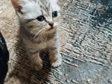 Evet Iki Kız Bir Erkek Beyaz Olan Erkek