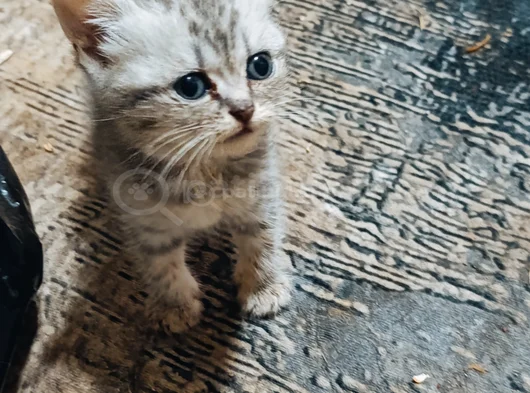 Evet Iki Kız Bir Erkek Beyaz Olan Erkek görsel