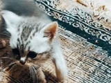 Evet Iki Kız Bir Erkek Beyaz Olan Erkek