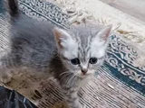 Evet Iki Kız Bir Erkek Beyaz Olan Erkek