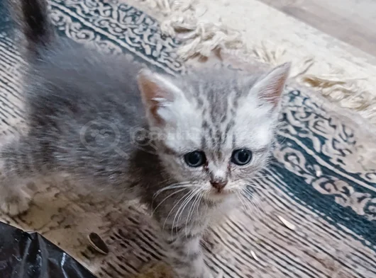 Evet Iki Kız Bir Erkek Beyaz Olan Erkek görsel