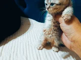 Evet Iki Kız Bir Erkek Beyaz Olan Erkek