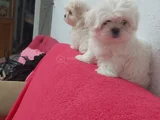 Petmode Köpek Çifrtliğinden Tea Cup Kore Maltese