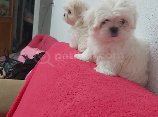 Petmode Köpek Çifrtliğinden Tea Cup Kore Maltese görsel