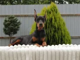 King Boy Siyah Doberman Yavrular
