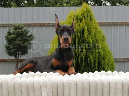 King Boy Siyah Doberman Yavrular görsel
