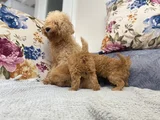 Ankaranın En Elit Minyatür Poodle Yavruları Ziyarete Açık