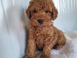 Ankaranın en elit minyatür poodle yavruları ziyarete açık
