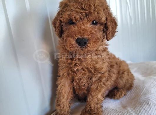 Ankaranın En Elit Minyatür Poodle Yavruları Ziyarete Açık