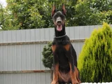 king boy siyah doberman yavrular