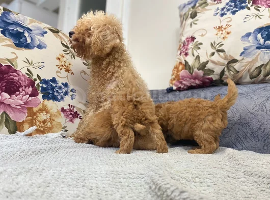 Ankaranın En Elit Minyatür Poodle Yavruları Ziyarete Açık görsel