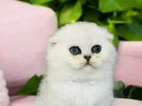 Show Kalite Scottish Fold Silver