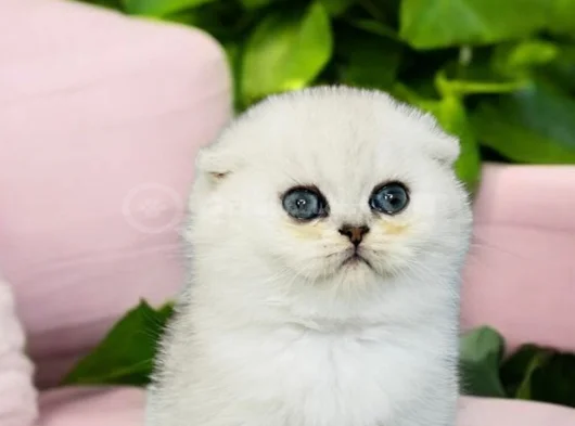 Show Kalite Scottish Fold Silver görsel
