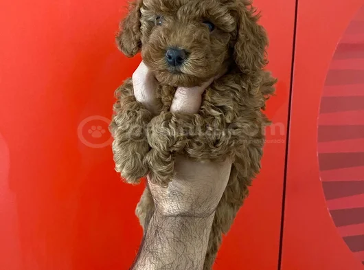 Dişi Ve Erkek Kore Toy Poodle Bebekler görsel