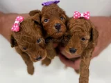 Zi̇yarete Açik Göz Alici Güzelli̇kteki̇ Poodle Bebekler