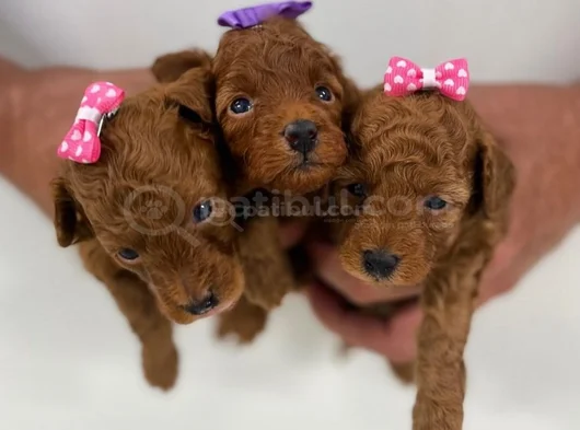 Zi̇yarete Açik Göz Alici Güzelli̇kteki̇ Poodle Bebekler görsel
