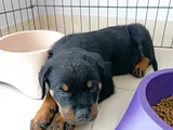 2 Aylık Orjinal Irk Rottweiler