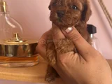 Dişi Ve Erkek Kore Toy Poodle Bebekler
