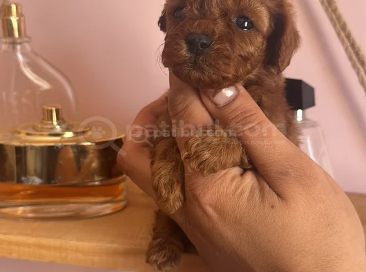 Dişi Ve Erkek Kore Toy Poodle Bebekler görsel