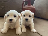 Pamuk Gibi Maltese Bebişler