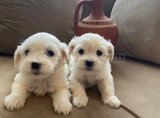Pamuk Gibi Maltese Bebişler görsel