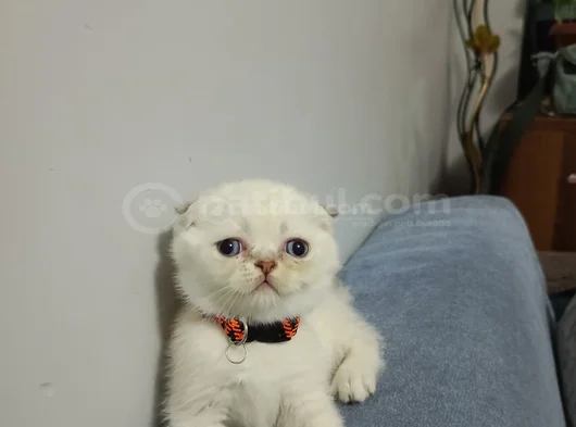 Şi̇ri̇n Surat Bebeği̇m Tesli̇me Hazir görsel
