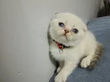 ŞİRİN SURAT BEBEĞİM TESLİME HAZIR