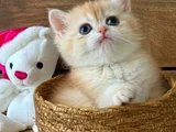 Portakal Renginde British Shorthair Golden ny12