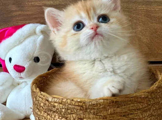 Portakal Renginde British Shorthair Golden Ny12
