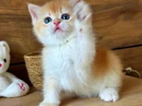 Portakal Renginde British Shorthair Golden Ny12
