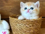 Portakal Renginde British Shorthair Golden Ny12