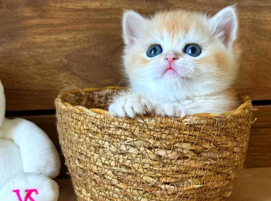Portakal Renginde British Shorthair Golden Ny12 görsel