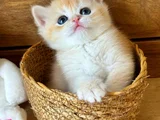 Portakal Renginde British Shorthair Golden Ny12