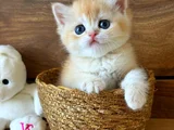Portakal Renginde British Shorthair Golden Ny12