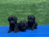 En Özel Siyah Toy Poodle Yavrular