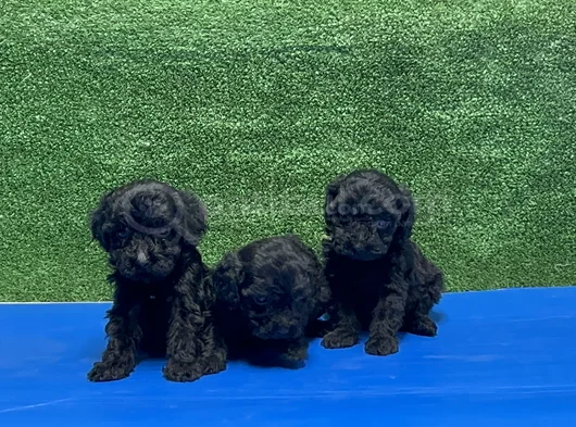 En Özel Siyah Toy Poodle Yavrular görsel