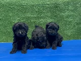 En Özel Siyah Toy Poodle Yavrular