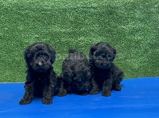 En Özel Siyah Toy Poodle Yavrular görsel