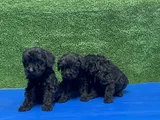 En Özel Siyah Toy Poodle Yavrular