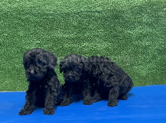 En Özel Siyah Toy Poodle Yavrular görsel