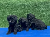 En Özel Siyah Toy Poodle Yavrular