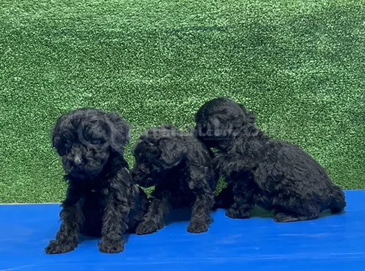 En Özel Siyah Toy Poodle Yavrular görsel